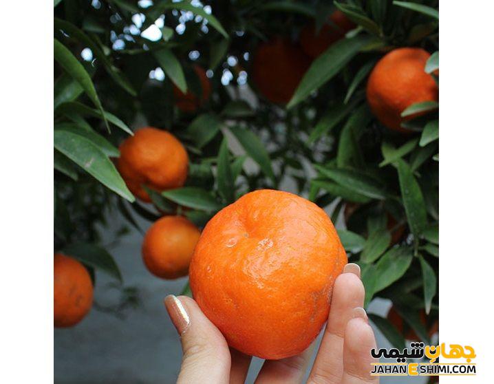 تاریخچه پرورش نارنگی یافا