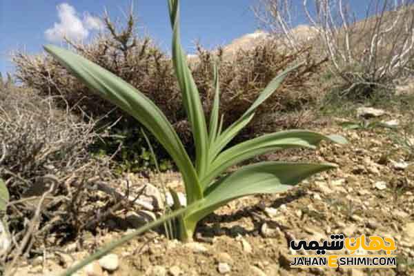 تره کوهی چیست و چه فوایدی برای بدن دارد؟