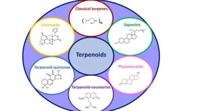 ترپنوئید Terpenoid چیست؟ عملکرد و کاربرد آنها