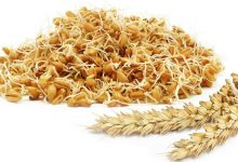 خواص و فواید جوانه گندم برای سلامتی بدن