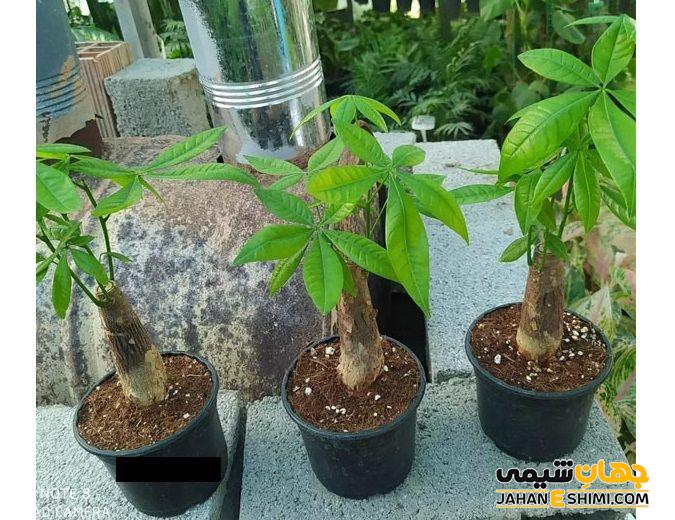 خاک مناسب درخت پول