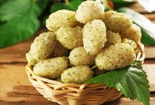 خواص توت سفید برای سلامتی و تقویت حافظه چیست؟