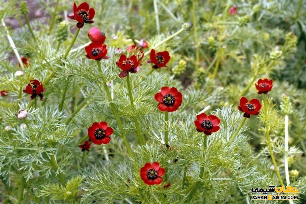 خواص درمانی