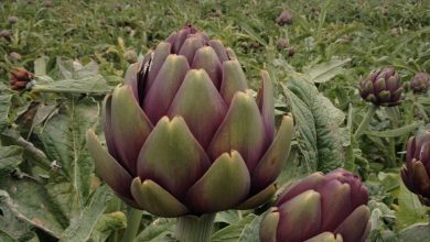 خواص درمانی کنگر فرنگی و عوارض جانبی آن را بشناسیم