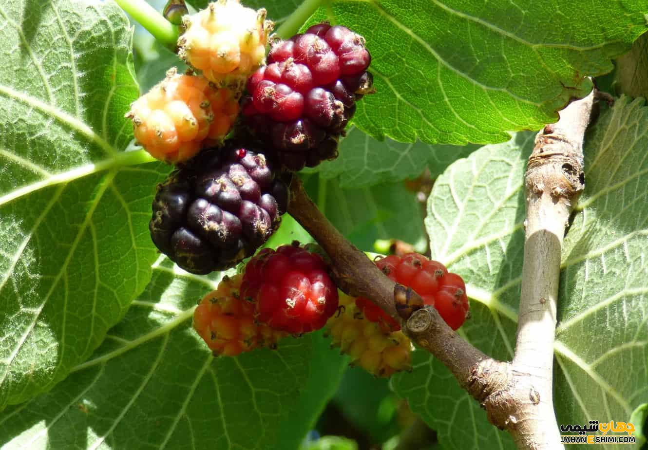 خواص شاتوت برای کرونا