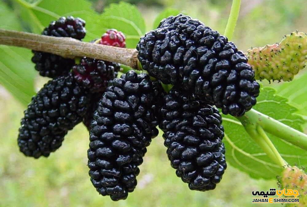 خواص شاه توت چیست و از فواید بی نظیر آن چه می دانید؟