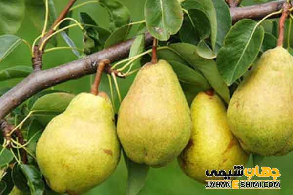 خواص گلابی چیست؟ چه فوایدی برای پوست صورت دارد؟