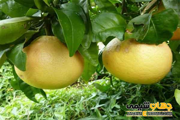 درباره دارابی و خواص آن چه می دانید؟