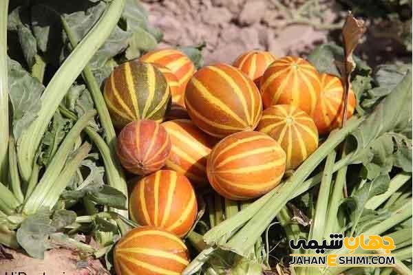 آشنایی با دستنبو و خواص آن برای سرما خوردگی