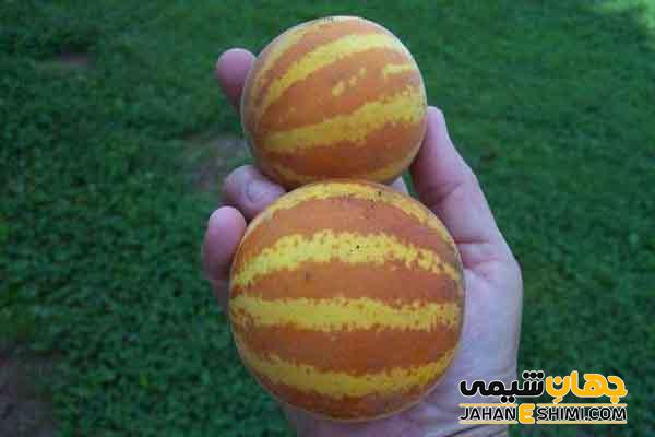 آشنایی با دستنبو و خواص آن برای سرما خوردگی