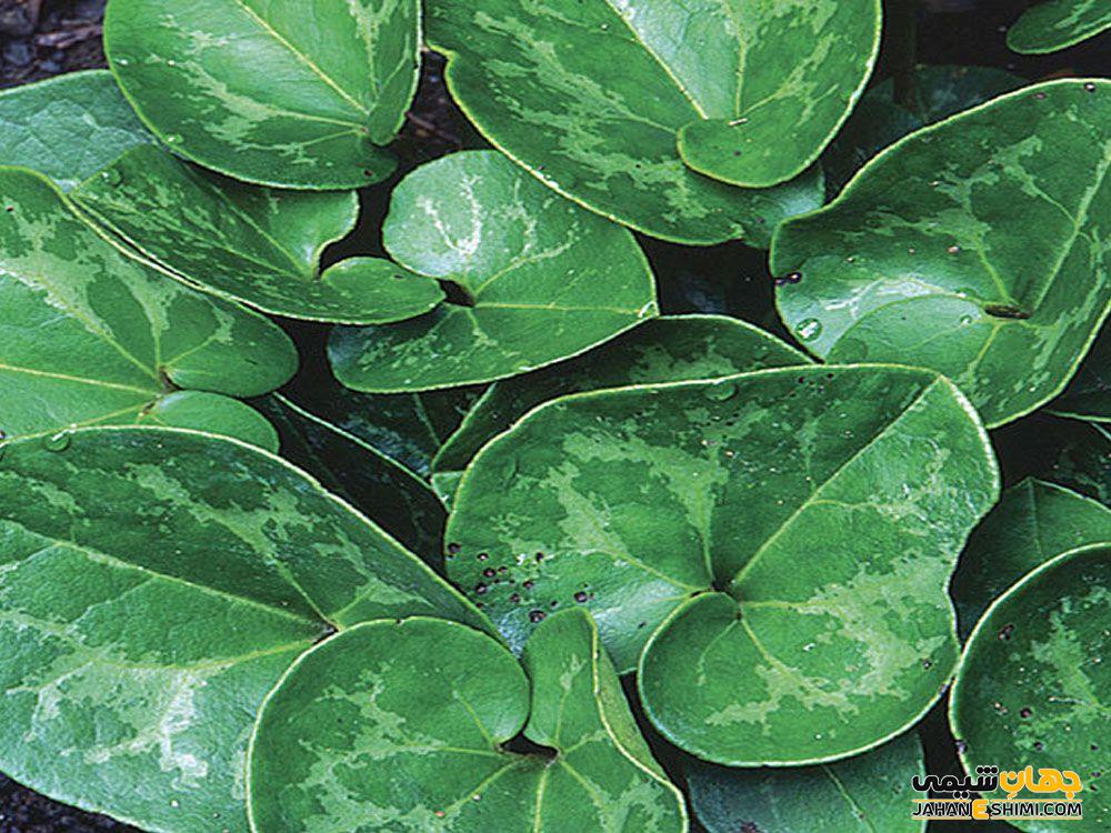 دیگر خواص درمانی گیاه اسارون