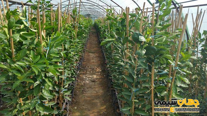 روش تبدیل سبزه نارنج به نهال نارنج