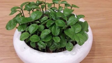 روش کاشت و نگهداری سبزه نارنج چگونه است؟