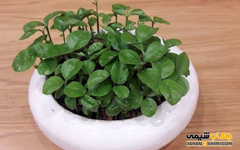 روش کاشت و نگهداری سبزه نارنج چگونه است؟