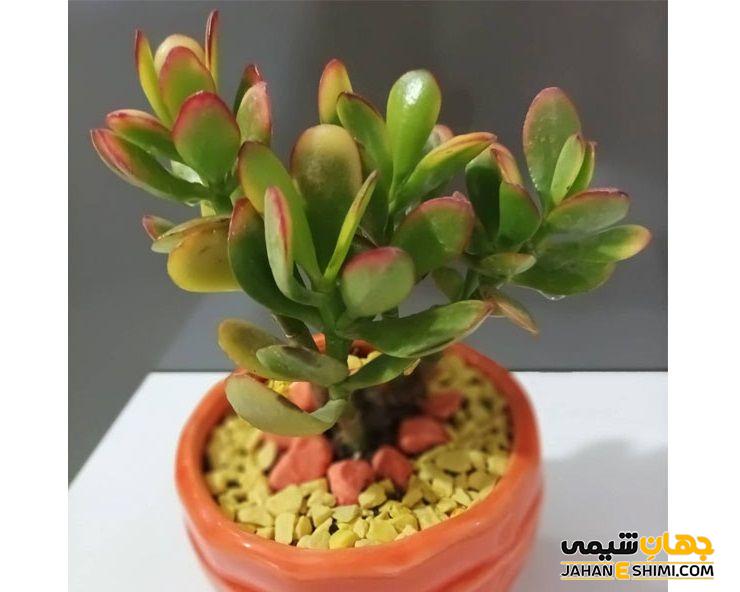 زمان مناسب برای تغییر گلدان