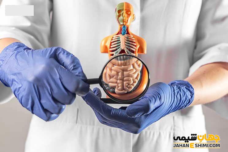 سلامت دستگاه گوارش را تضمین می کند