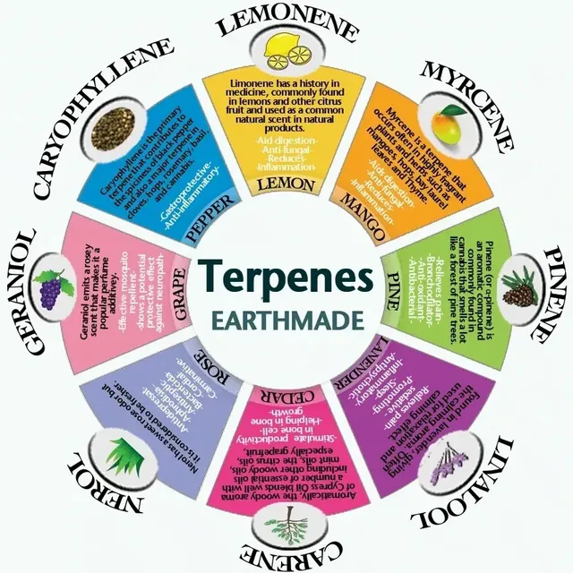 ترپن Terpene چیست؟ مشخصات، ساختار، عملکرد و طبقه بندی آنها