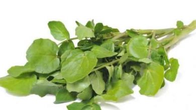 خواص عرق بولاغ اوتی چیست؟ فواید، مضرات، طبع و روش مصرف و نگهداری آن