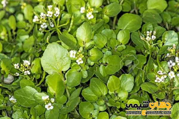 خواص عرق بولاغ اوتی چیست؟ فواید، مضرات، طبع و روش مصرف و نگهداری آن