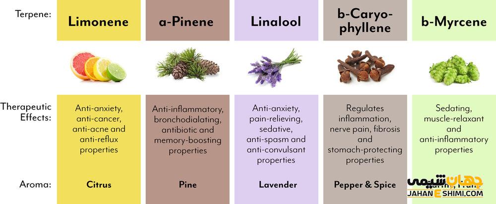 ترپن Terpene چیست؟ مشخصات، ساختار، عملکرد و طبقه بندی آنها