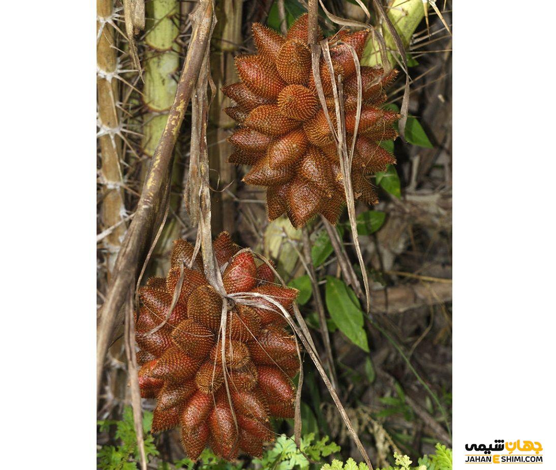 عوارض جانبی مصرف میوه سالاک