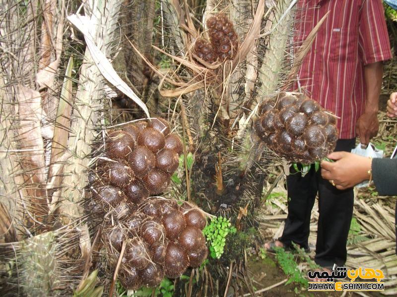 قیمت خرید و فروش میوه سالاک