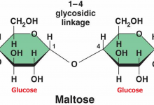 مالتوز چه کاربردی دارد؟ انواع و قیمت خرید و فروش آن