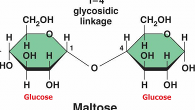 مالتوز چه کاربردی دارد؟ انواع و قیمت خرید و فروش آن