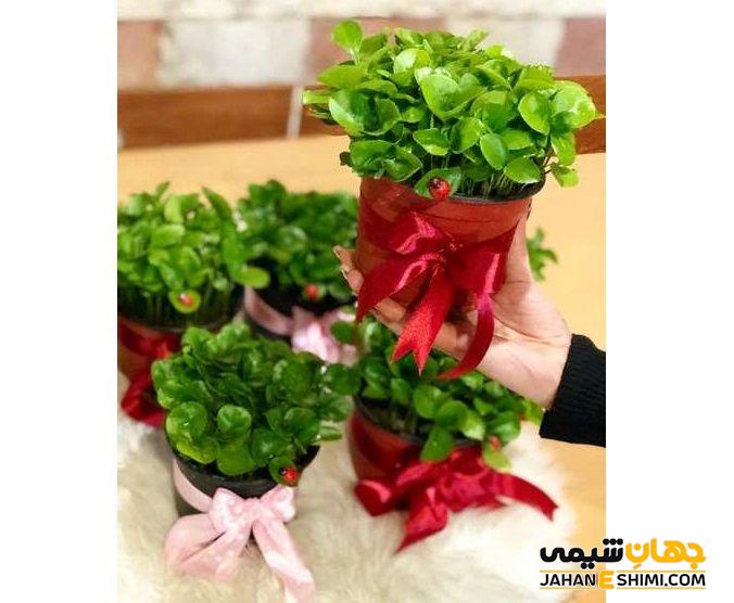 مزایای استفاده از سبزه نارنج برای سفره هفت سین