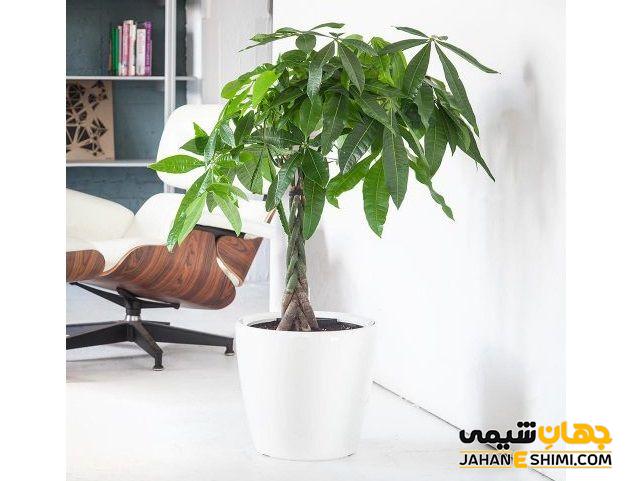 مشخصات ظاهری درخت پول