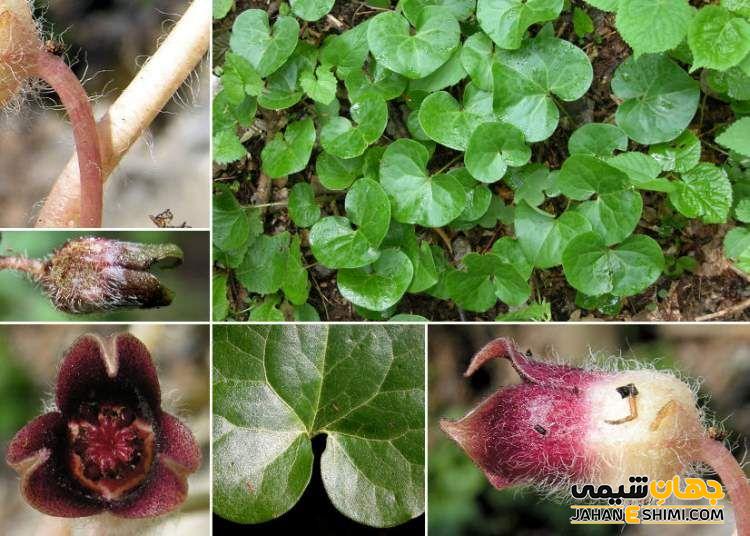 مشخصات ظاهری گیاه اسارون