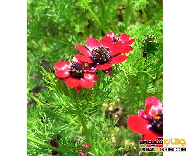 مشخصات ظاهری گیاه چشم خروس
