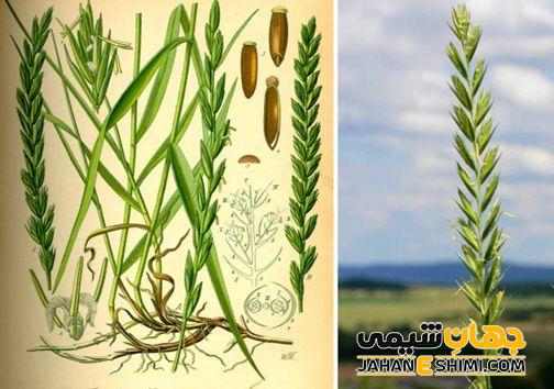 مشخصات ظاهری گیاه چمن