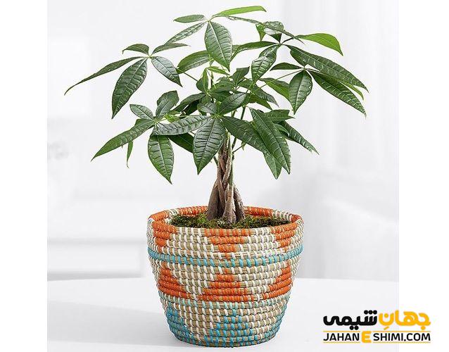 معرفی آفت های درخت پول