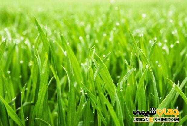 معرفی انواع چمن سردسیری