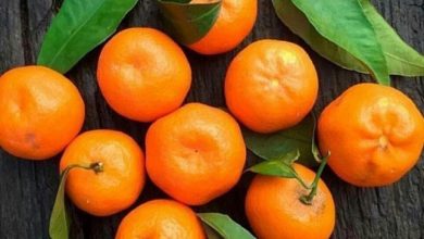 نارنگی یافا چیست؟ از چه خواص و فوایدی برخوردار است؟