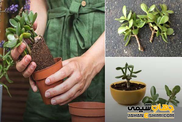 نحوه تکثیر گیاه یشم با ساقه