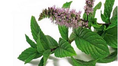 خواص نعناع فلفلی چیست و چه فوایدی برای سلامتی بدن دارد؟