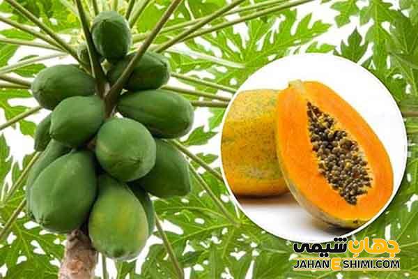 درباره میوه پاپایا و خواص آن بیشتر بدانید؟!