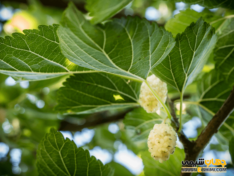 کاربردها و خواص سنتی توت سفید