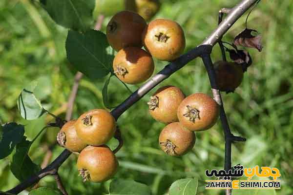 خواص گلابی جنگلی چیست؟ فواید، ارزش غذایی، کاربرد و مضرات آن