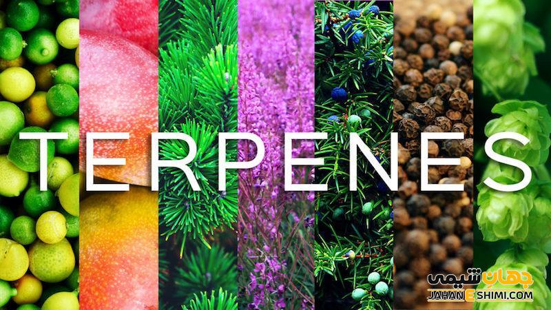 ترپن Terpene چیست؟ مشخصات، ساختار، عملکرد و طبقه بندی آنها