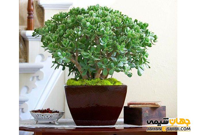 گیاهان مشابه گیاه یشم