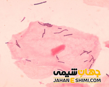 باکتري لاکتوباسيلوس بولگاريکوس چيست؟