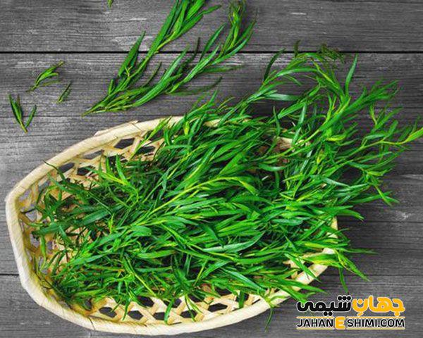 روش ذخیره کردن گیاه ترخون