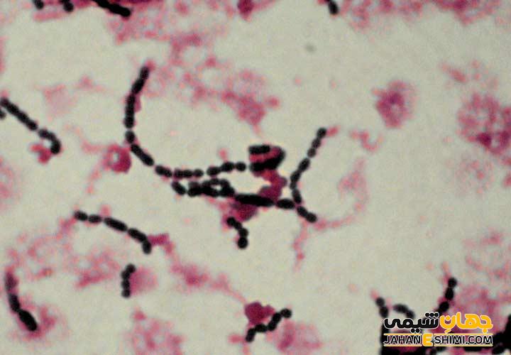 باکتری استرپتوکوکوس ترموفیلوس چیست؟ و کاربرد آن