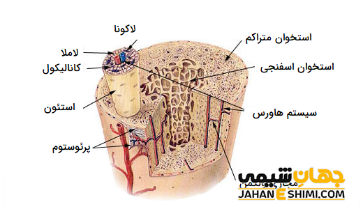 شربت استئوکر چیست؟ چه فواید و عوارضی دارد؟