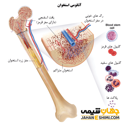 شربت استئوکر چیست؟ چه فواید و عوارضی دارد؟