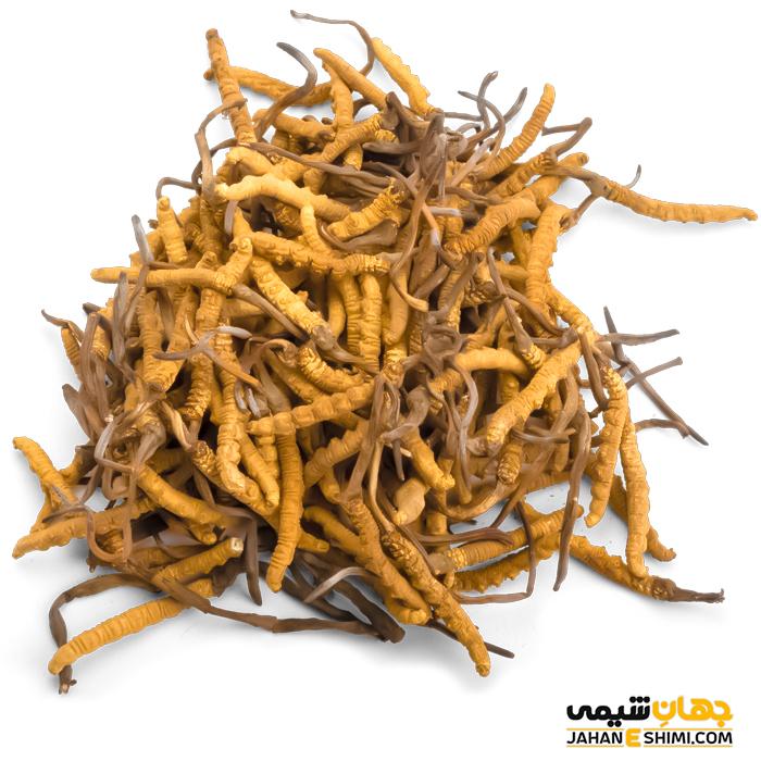 کپسول قارچ دارویی کوردیسپس چیست؟ چه فواید و عوارضی دارد؟