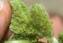 آفت شته سبز چیست و چگونه می توان آن را کنترل کرد؟